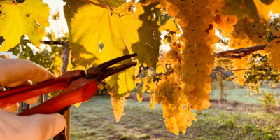 Uvas de vino blanco comunes de la zona de