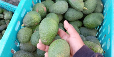 Ofrecemos aguacate Hass premium proveniente de la región de