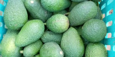 Ofrecemos aguacate Hass premium proveniente de la región de