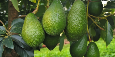 Ofrecemos aguacate Hass premium proveniente de la región de