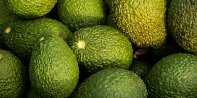 Ofrecemos aguacate Hass premium proveniente de la región de