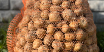 Papas Bryza: ¡directamente del agricultor! Tenemos papas comestibles frescas