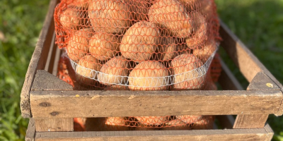 Papas Bryza: ¡directamente del agricultor! Tenemos papas comestibles frescas