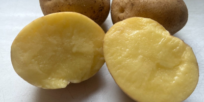 Papas Bryza: ¡directamente del agricultor! Tenemos papas comestibles frescas