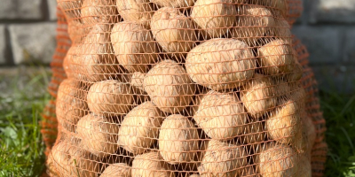 Papas Bryza: ¡directamente del agricultor! Tenemos papas comestibles frescas