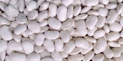 Vendo judías enanas, cosecha 2025. Envases: 10kg, 25kg, 50kg