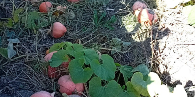 Vendo calabazas en grandes cantidades. 0,70 PLN por kg.