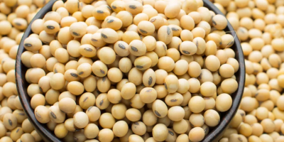 Soja sin OGM apta para consumo humano Pureza 98%