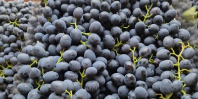 Hola. Vendo uvas moldavas refrigeradas. Cantidad: 78 toneladas.