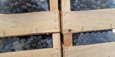 Hola. Vendo uvas moldavas refrigeradas. Cantidad: 78 toneladas.
