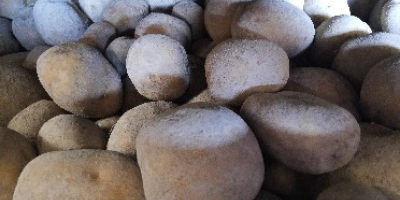 Patatas de la variedad Agata, cultivadas en la llanura