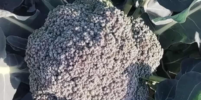 Vendo brocoli en floretes o floretes enteros, cantidad y