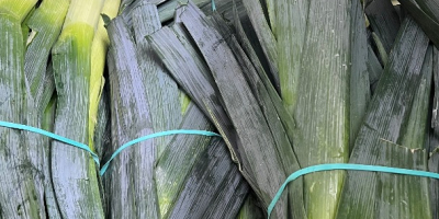 Tengo puerros en venta, alrededor de 500.000 piezas. Variedad