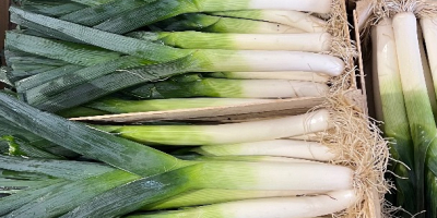 Tengo puerros en venta, alrededor de 500.000 piezas. Variedad