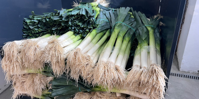 Tengo puerros en venta, alrededor de 500.000 piezas. Variedad