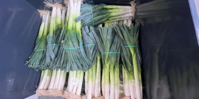 Tengo puerros en venta, alrededor de 500.000 piezas. Variedad