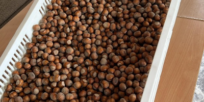 Vendo avellanas variedad Tonda di Gifoni (polinizador Tonda Gentile