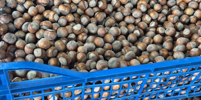 Vendo avellanas variedad Tonda di Gifoni (polinizador Tonda Gentile