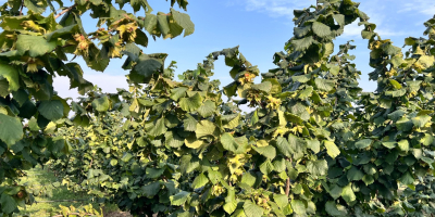 Vendo avellanas variedad Tonda di Gifoni (polinizador Tonda Gentile
