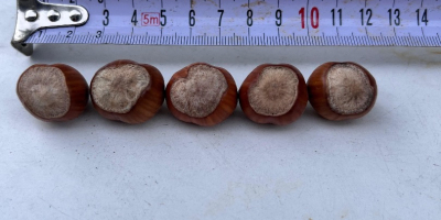 Vendo avellanas variedad Tonda di Gifoni (polinizador Tonda Gentile