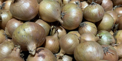 Venderé cebollas sanas, gruesas y de alta calidad, en