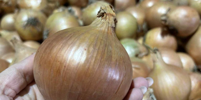 Venderé cebollas sanas, gruesas y de alta calidad, en