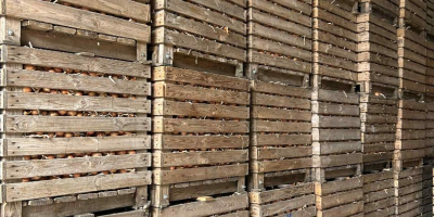 Venderé cebollas sanas, gruesas y de alta calidad, en