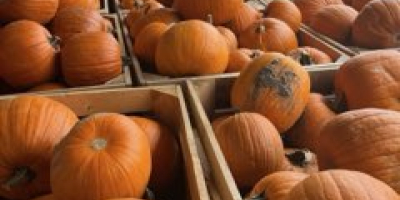 Vendo calabazas de Halloween de calibre 2-5, 5-12, 12+