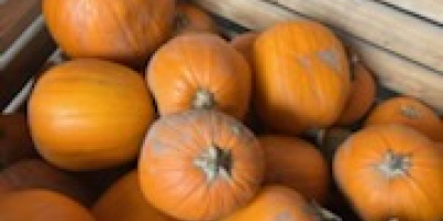 Vendo calabazas de Halloween de calibre 2-5, 5-12, 12+