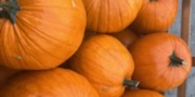Vendo calabazas de Halloween de calibre 2-5, 5-12, 12+