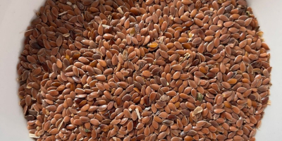 Semillas de olivo, lino marrón, 1.000 toneladas DAP, Brest,