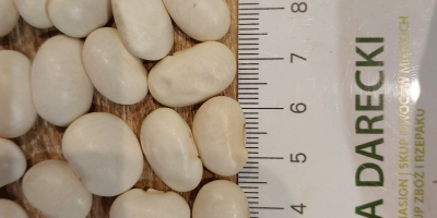 Alubias blancas 106/100 g, cosecha 2025, envasado en big