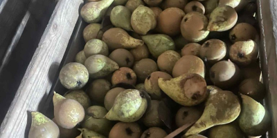Hola vendo pera dura de muy buena calidad.