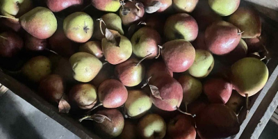 Hola vendo pera dura de muy buena calidad.