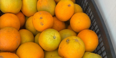 Naranja País de origen Grecia Variedad Valencia Dulce Disponible