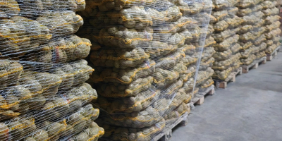 Tengo más de 50 papas a la venta: variedades