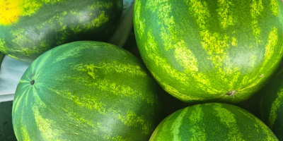 Vendo sandía de 3 kg. Directamente de mi campo,