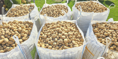 Vendo patatas de las variedades Gala y Denar, muy