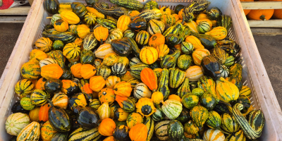 Vendo calabazas de Halloween en tamaños que van desde