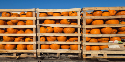Vendo calabazas de Halloween en tamaños que van desde