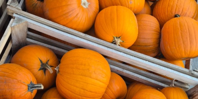 Vendo calabazas de Halloween en tamaños que van desde