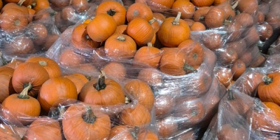 Vendo calabazas de Halloween en tamaños que van desde