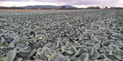 Vendo col blanca variedad Report 100t.