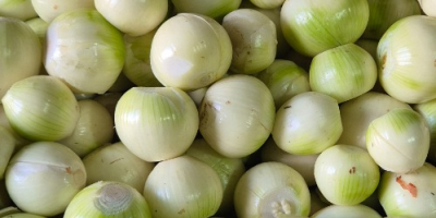 Vendo cebollas blancas peladas. Son sanas, gruesas, de 5