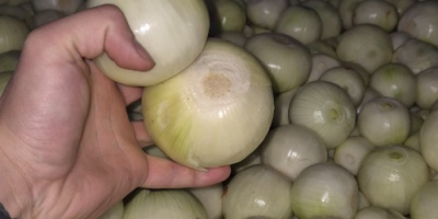 Vendo cebollas blancas peladas. Son sanas, gruesas, de 5