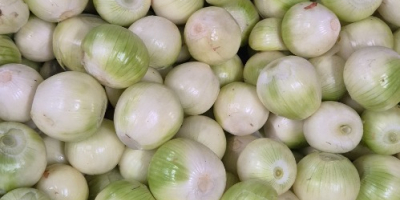 Vendo cebollas blancas peladas. Son sanas, gruesas, de 5