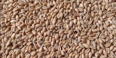 Vendo 25 toneladas de triticale orgánico. Tengo certificado orgánico
