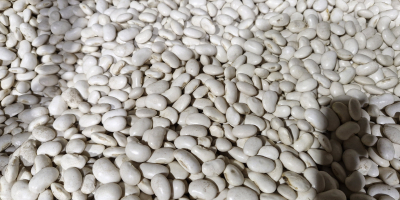 Estimado/a señor/a, ofrecemos diversos tipos de frijoles. Si le