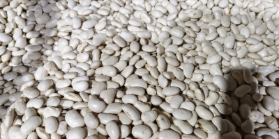 Estimado/a señor/a, ofrecemos diversos tipos de frijoles. Si le