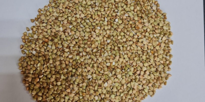 Venderé sémola de trigo sarraceno cruda y sémola de